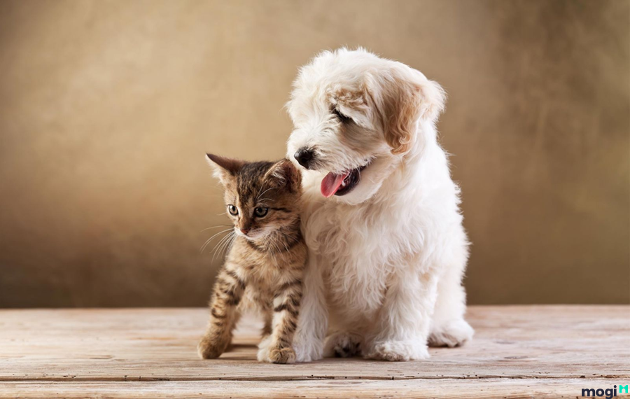 Bạn cần biết rõ khách thuê nhà nuôi thú cưng hay không?