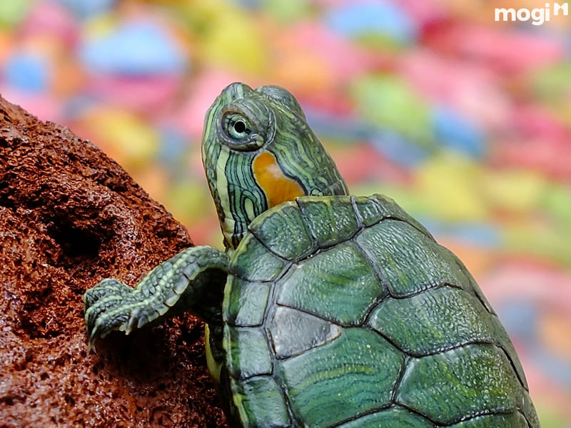 Thả rùa giúp gia chủ gặp nhiều may mắn, hóa giải xui rủi