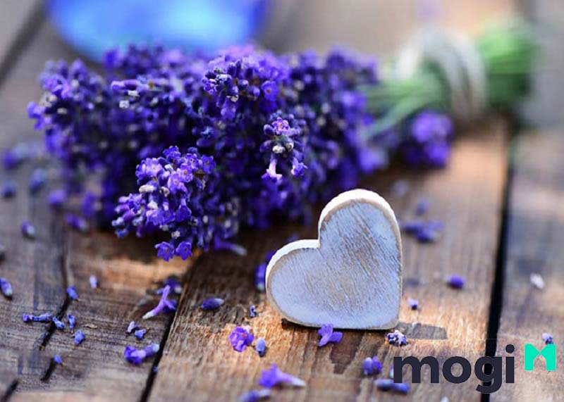 Hoa Lavender sẽ tô điểm thêm sắc màu, hương thơm cho ban công của bạn