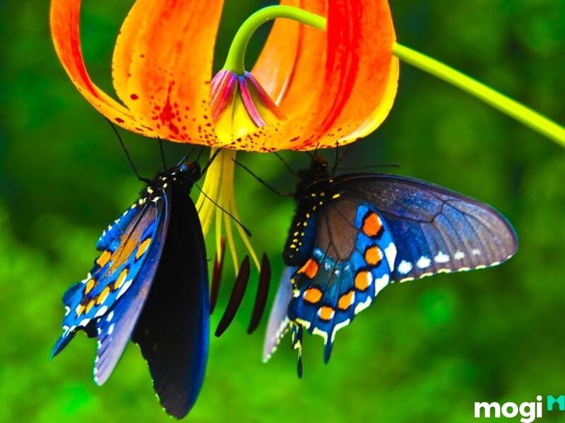 Điềm báo khi bướm có màu sắc sặc sỡ bay vào nhà