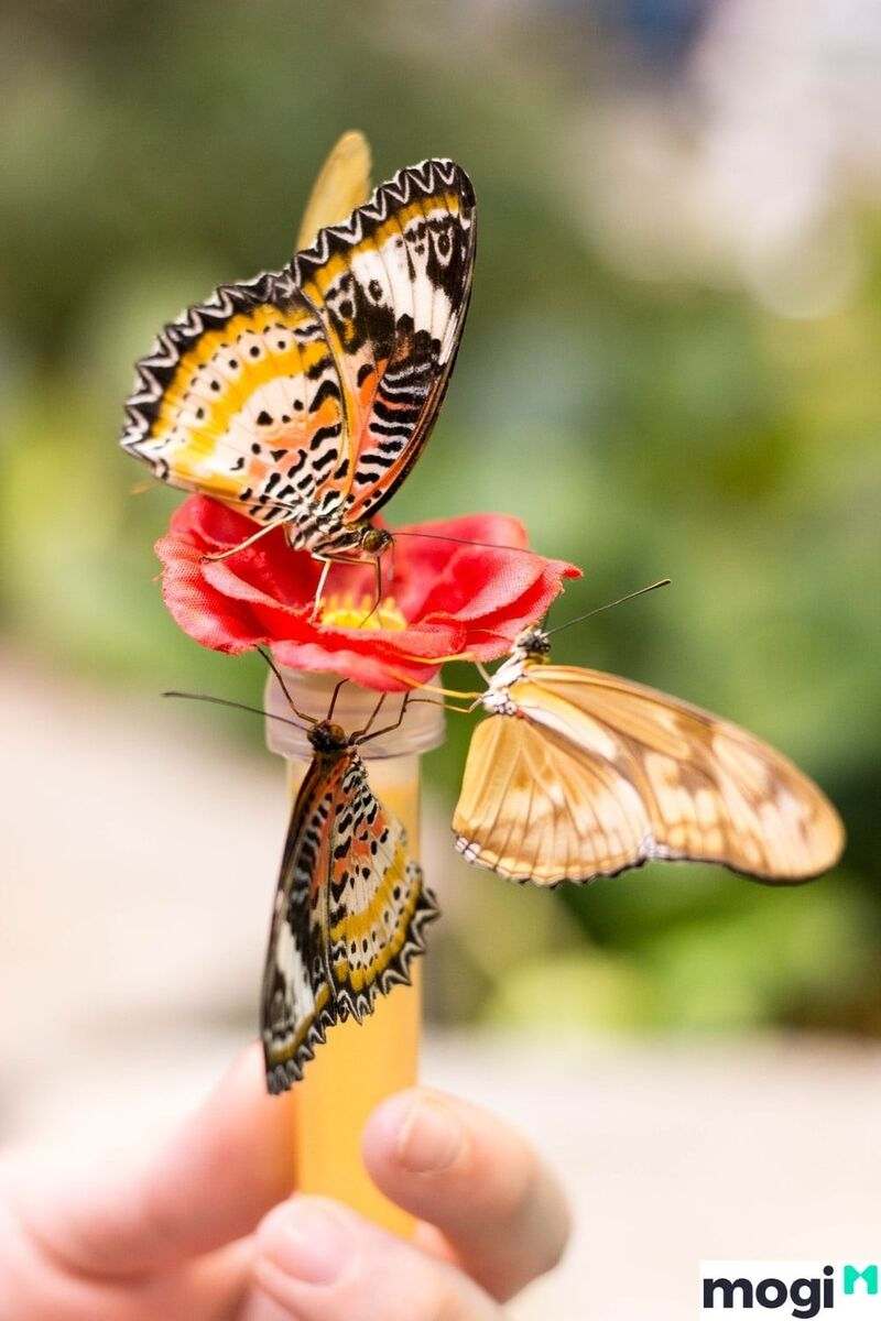 Loài bướm với ý nghĩa đặc biệt