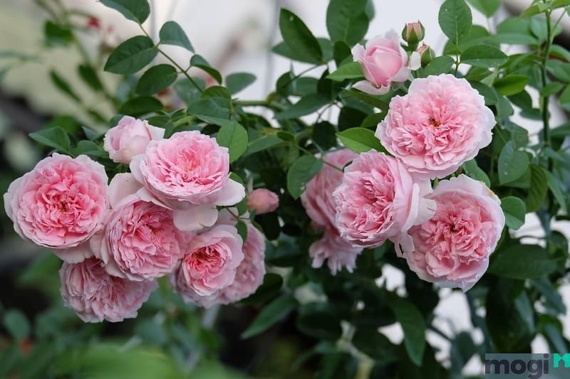 Hoa hồng leo giúp sân thượng nhà bạn trở nên rực rỡ hơn.
