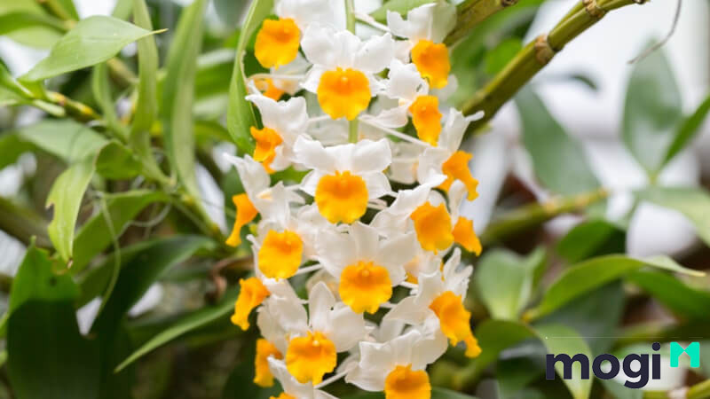 Hoa treo bạn chịu nắng Hoàng thảo mang vẻ đẹp hút hồn