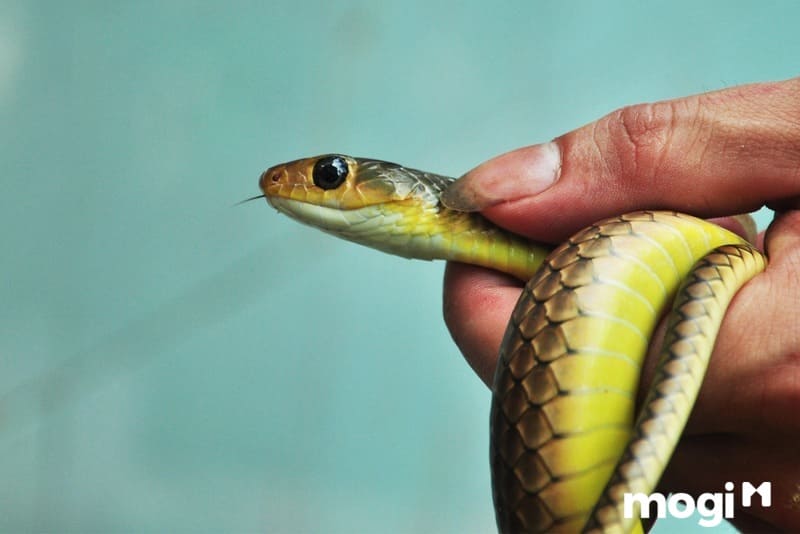 Rắn: Với hình ảnh về rắn, bạn sẽ thấy được sự đa dạng và phong phú trong thế giới động vật. Mỗi loài rắn lại có một nét đẹp và đặc sắc riêng. Bắt đầu từ những nét mạng đen thật đáng sợ cho đến những sọc trắng xinh đẹp, bạn sẽ không thể rời mắt được.