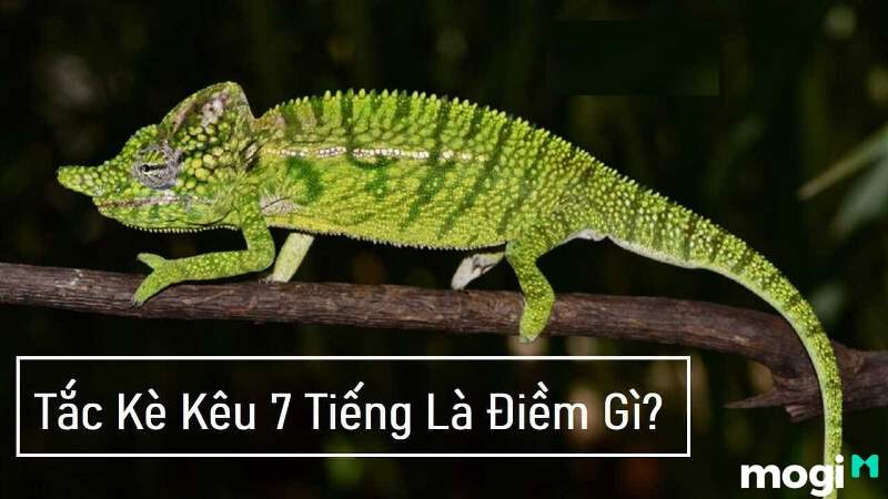 3 tiếng kêu của tắc kè như tiếng ai oán thì cũng rất xui xẻo.