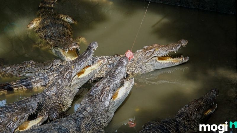 Câu cá sấu tại khu du lịch Bình Châu