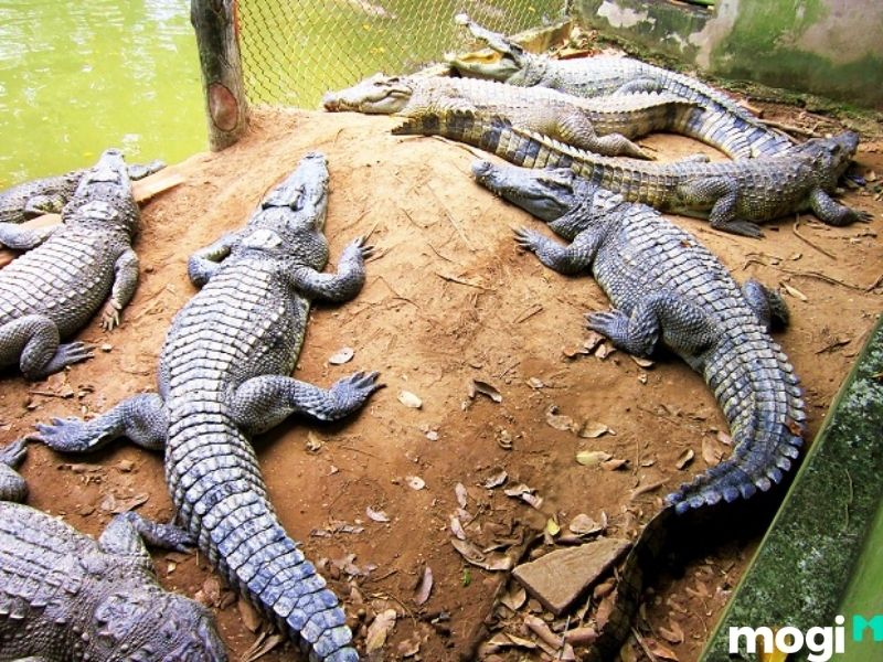 Chuồng cá sấu tại Thủy Châu
