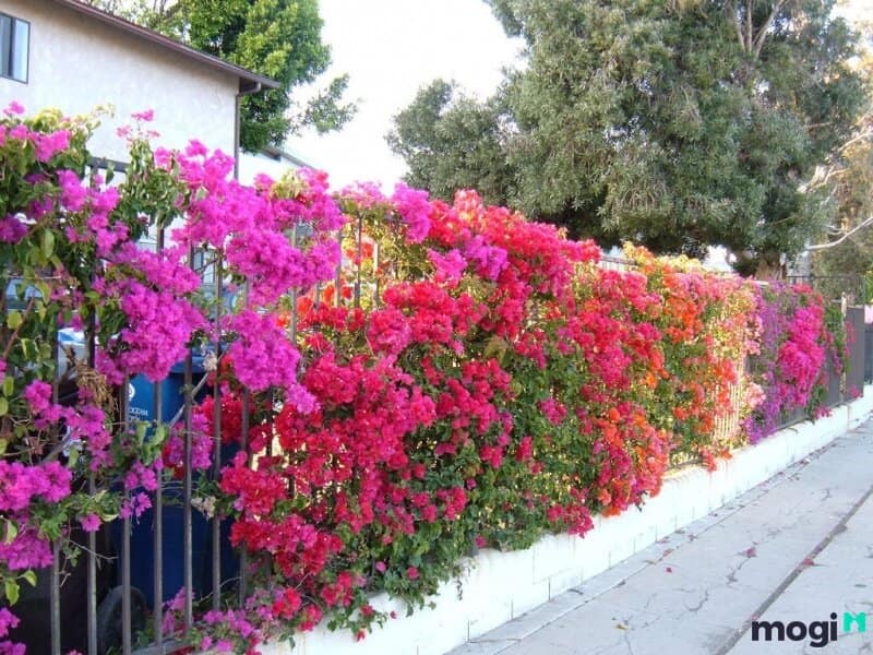 Có thể trồng cây hoa giấy để làm đẹp cho ngôi nhà.
