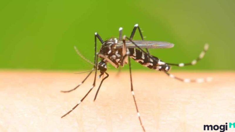 Cách diệt muỗi
