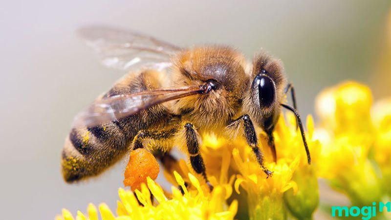 Phong thủy tổ ong trong nhà - Tổ ong không chỉ đơn thuần là một đồ vật trang trí mà còn mang lại may mắn và tài lộc cho gia chủ. Bức ảnh phong thủy tổ ong trong nhà sẽ giúp bạn hiểu rõ hơn về tác dụng và ý nghĩa của tổ ong trong phong thủy gia đình.