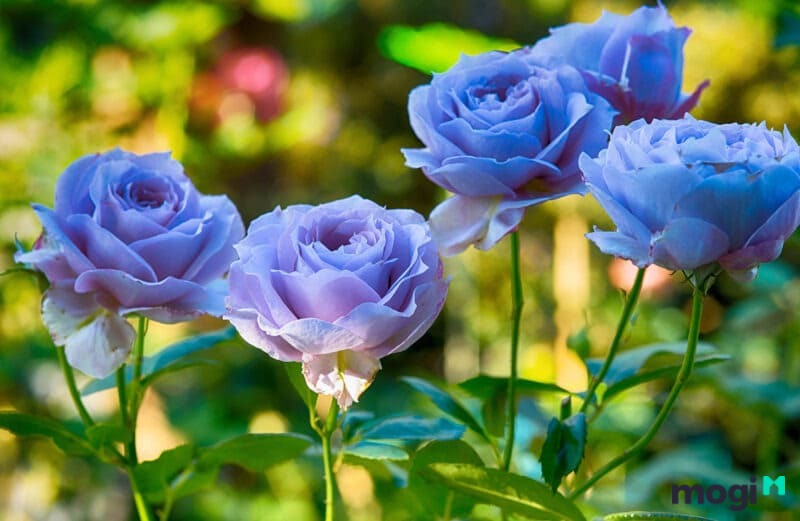 Cách trồng, ý nghĩa của hoa hồng xanh