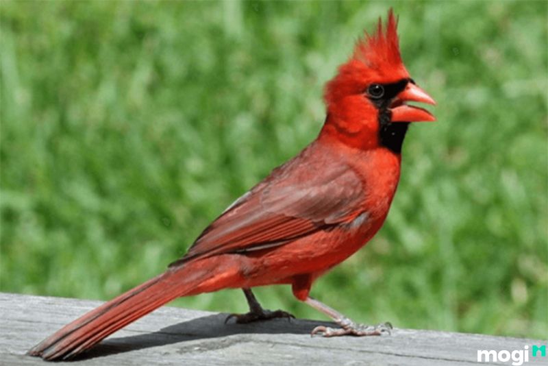Chim chào mào Má Đỏ: Đặc điểm, cách nuôi, bao lâu lên má đỏ, giá