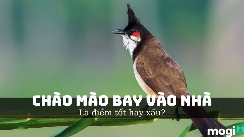 Chim chào mào vùng nào hót hay nhất tại Việt Nam?