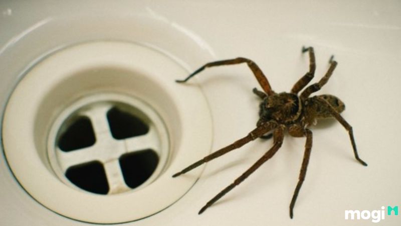 nhện bò vào nhà