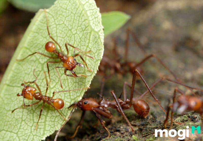 Loài kiến sống theo bầy đàn