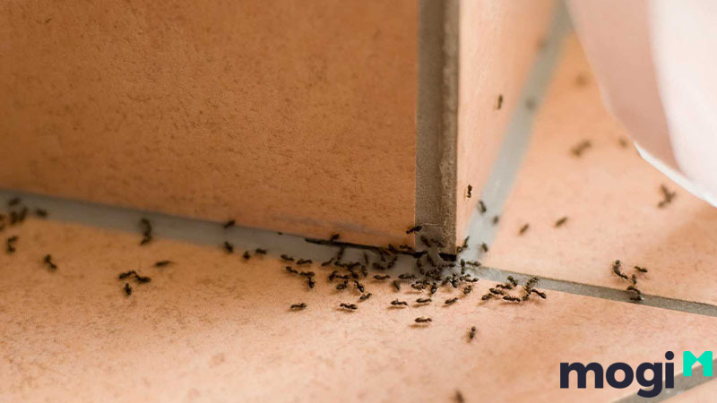Tại sao kiến đen vào nhà theo đàn?