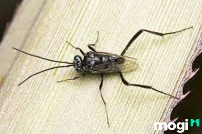 Ý nghĩa kiến đen vào nhà: Điềm Tốt Hay Xấu? Cách trị kiến