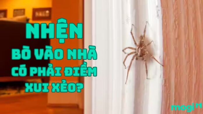 Nhện bò vào nhà là điềm gì?