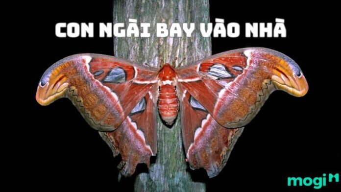 Hiện tượng tâm linh: Con ngài bay vào nhà