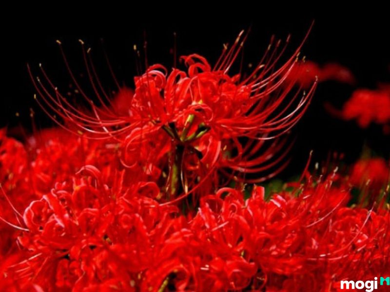 Hoa bỉ ngạn đỏ
