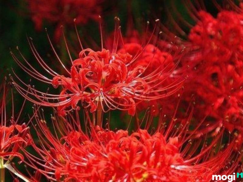 Hoa bỉ ngạn đỏ lòe rực rỡ