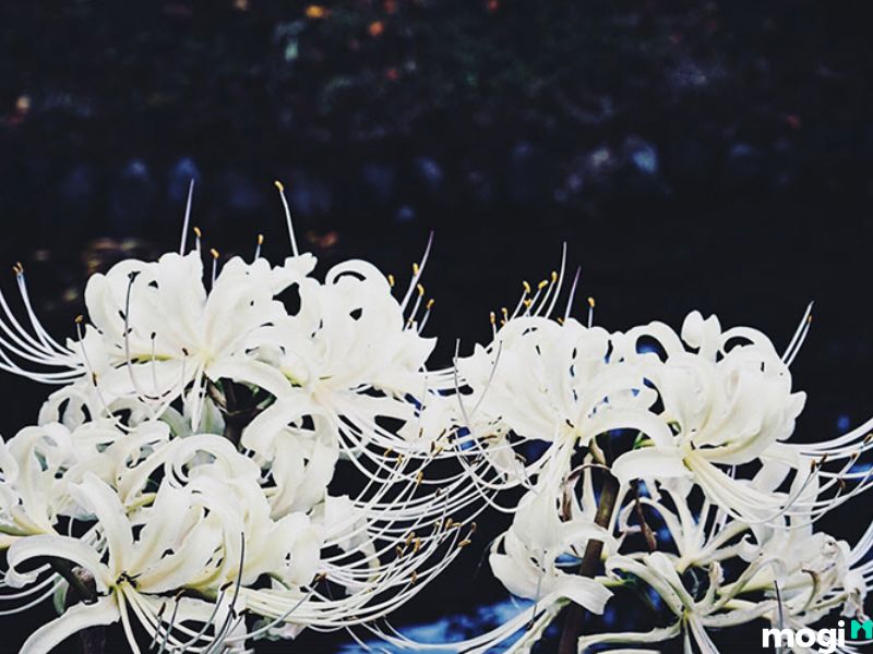 Hoa bỉ ngạn trắng