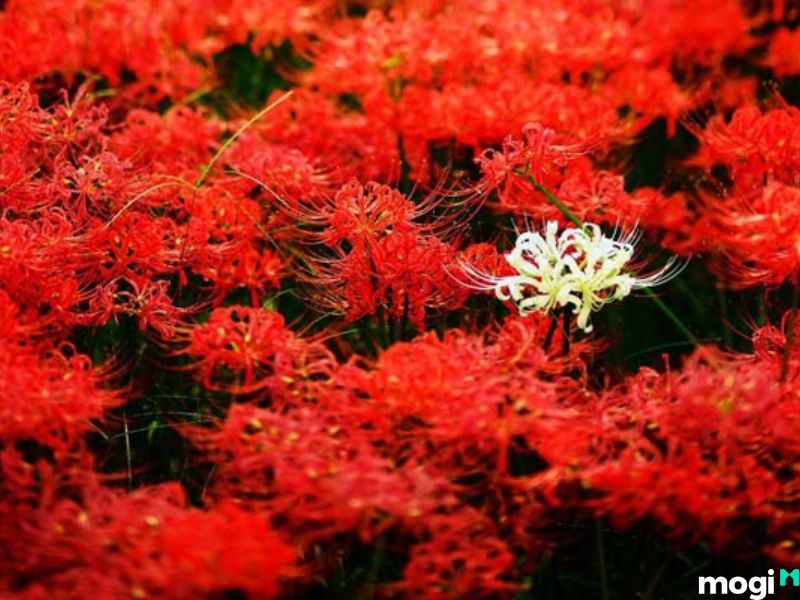 Hoa bỉ ngạn đỏ lòe và trắng