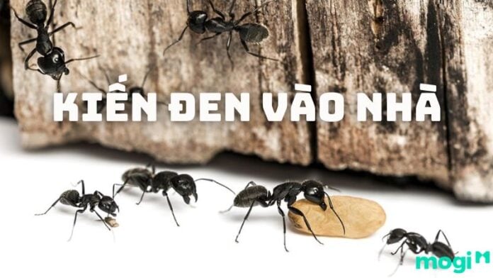 Kiến đen vào nhà là điềm gì?