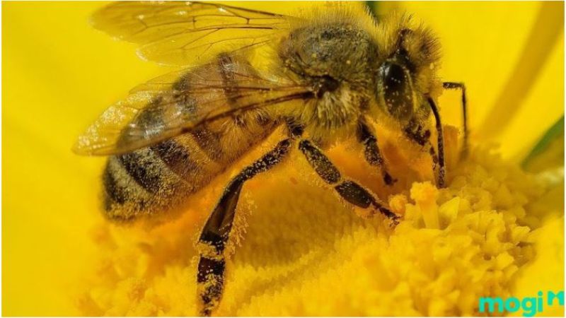 Ong làm tổ trong nhà tốt hay xấu? Ong vàng la loài ong chăm chỉ nhất