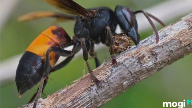 Ong làm tổ trong nhà có thể tạo ra nhiều tác động đến phong thủy và cuộc sống của gia đình bạn. Hãy chiêm ngưỡng những hình ảnh đẹp và sáng tạo mang đậm chất phong thủy để tìm hiểu thêm về sự kết nối thú vị này.