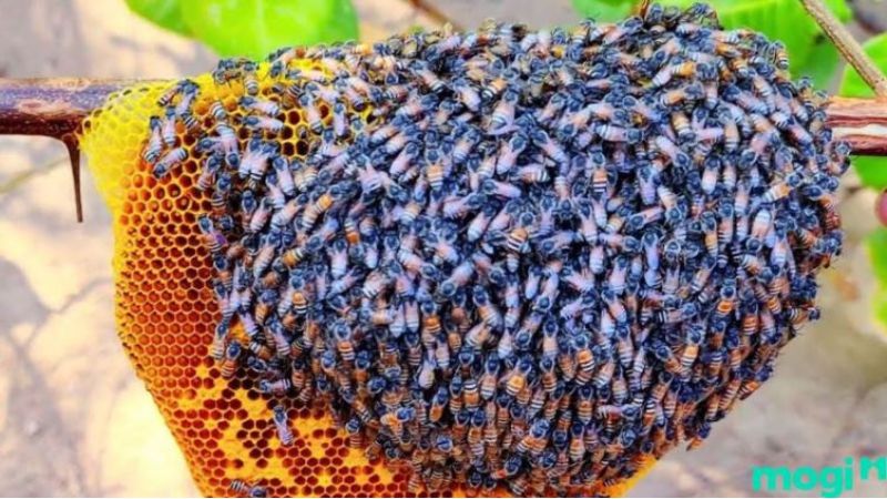 Bạn nghĩ sao về một hình ảnh của một con ong làm tổ trong phong thủy và điềm báo? Điều này sẽ giúp bạn nhận ra rằng mọi vật trong không gian sống của bạn đều mang ý nghĩa nhất định. Hãy cùng đón xem để tìm hiểu thêm.