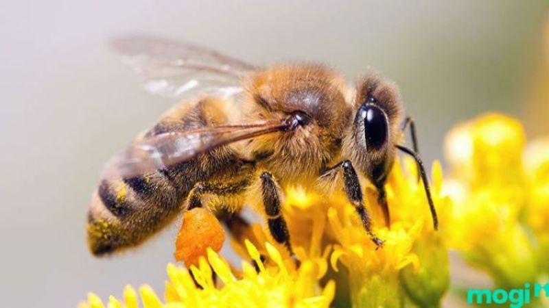Ong làm tổ trong nhà có sao không?