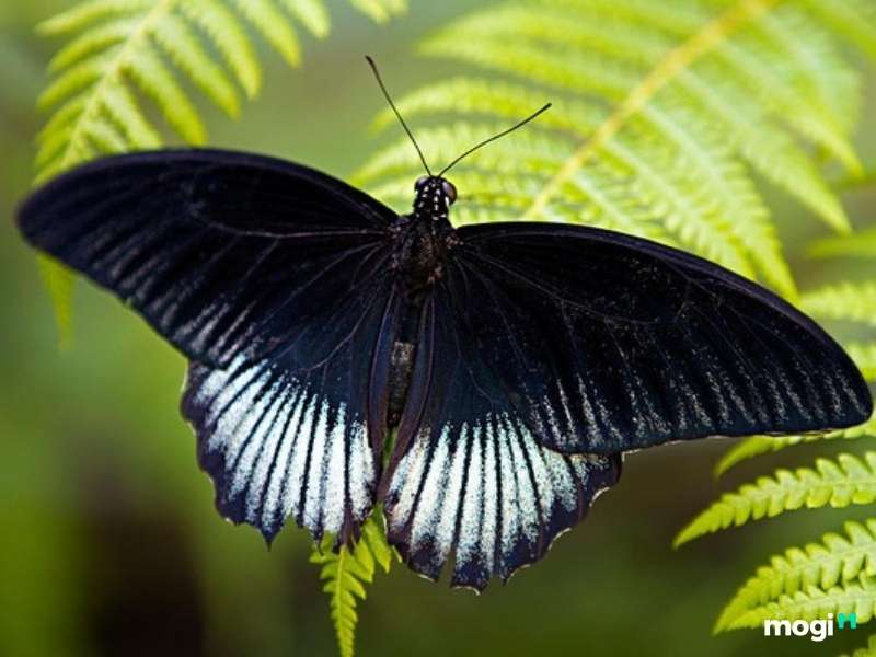 sơ lược về loài bướm đen