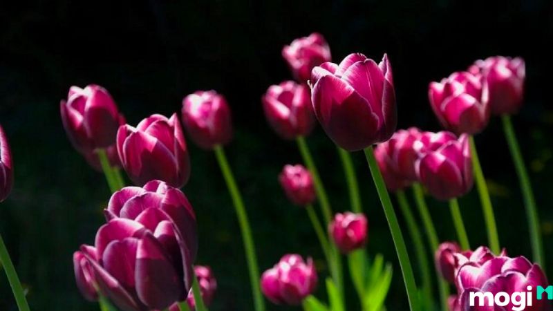 Ý nghĩa hoa tulip tím