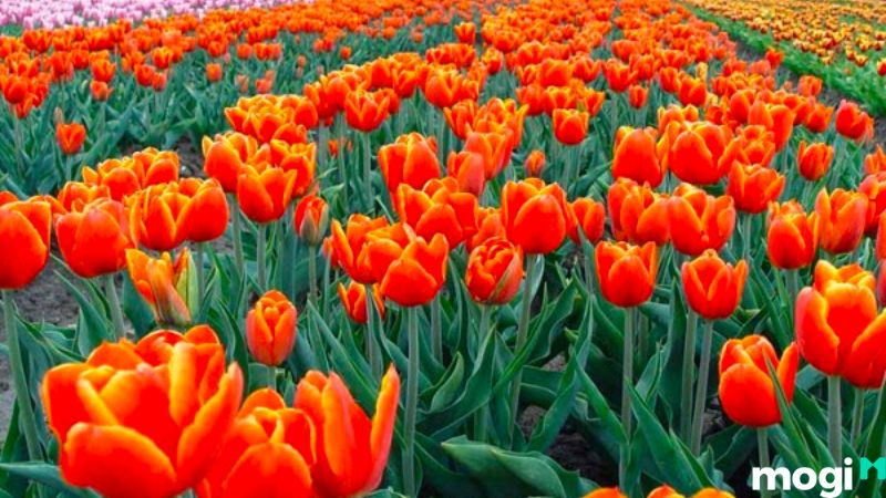 Ý nghĩa hoa tulip cam