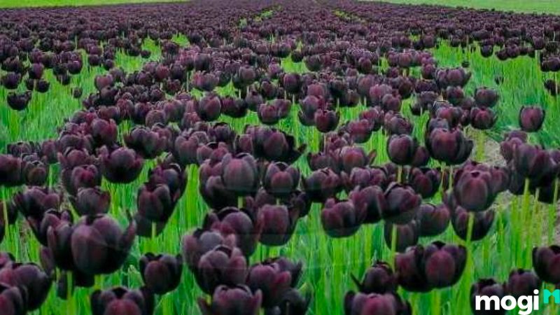 Ý nghĩa hoa tulip đen
