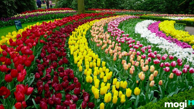 Vườn hoa tulip Amsterdam
