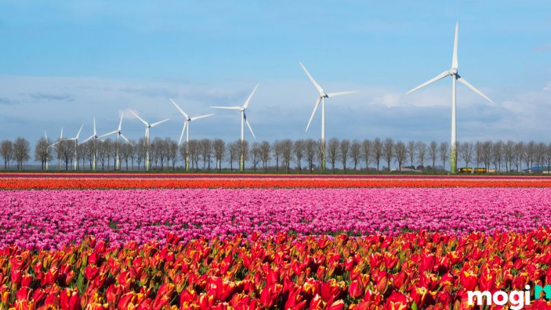 Vườn hoa tulip Noordoostpolder