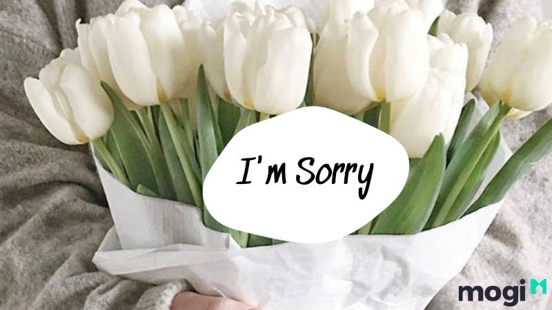 Tặng hoa tulip để xin lỗi