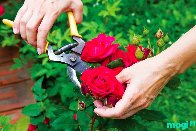Cách chăm sóc hoa hồng không thể thiếu cắt tỉa thường xuyên