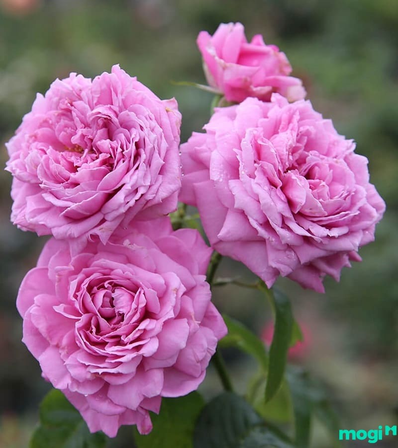 Cách chăm sóc hoa hồng giúp ra hoa quanh năm