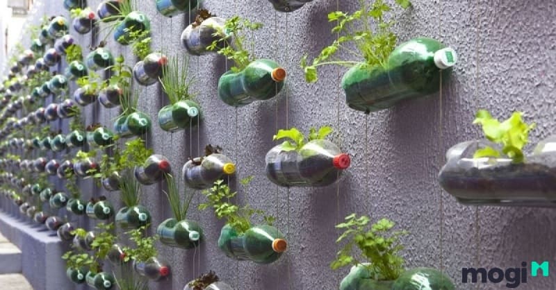 Vườn cây mini bằng cách sử dụng chai nhựa tái chế