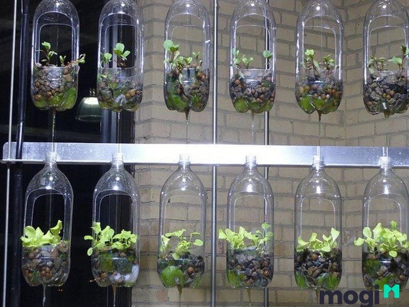 Một ý tưởng tái chế chai nhựa trồng cây thẳng đứng