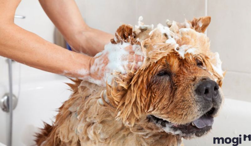 Cách khử ve sầu chó thứ nhất này đó là thông thường xuyên tắm cọ mang đến thú cưng