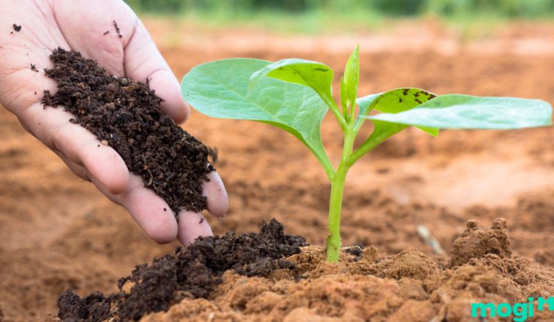 Đất trồng là phần khoáng chất mỏng có trên bề mặt Trái Đất - Đất trồng có vai trò gì?
