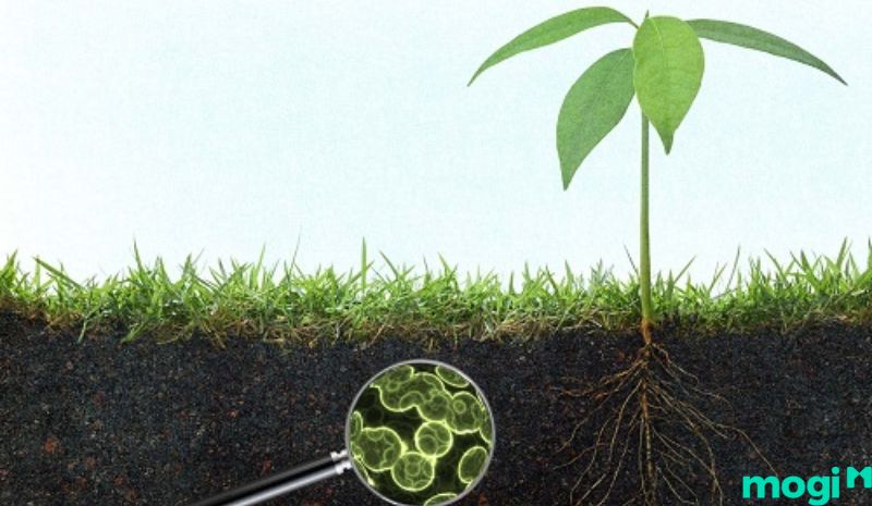 Vi sinh vật tạo ra các chất dinh dưỡng cho đất và cây - Đất trồng có vai trò gì?