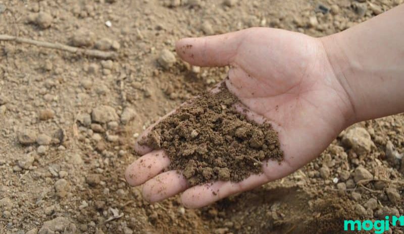 Đất cát phù hợp trồng các loại cây như táo, nho, dừa - đất trồng có vai trò gì