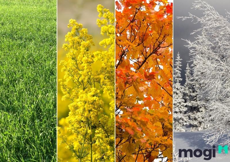 Chia các mùa trong năm theo khí hậu