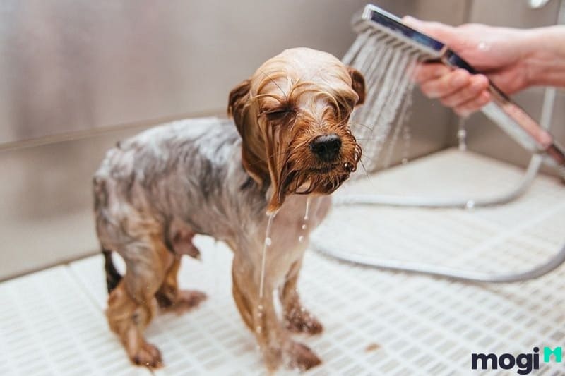 Bạn phải thường xuyên tắm rửa cho thú cưng của mình