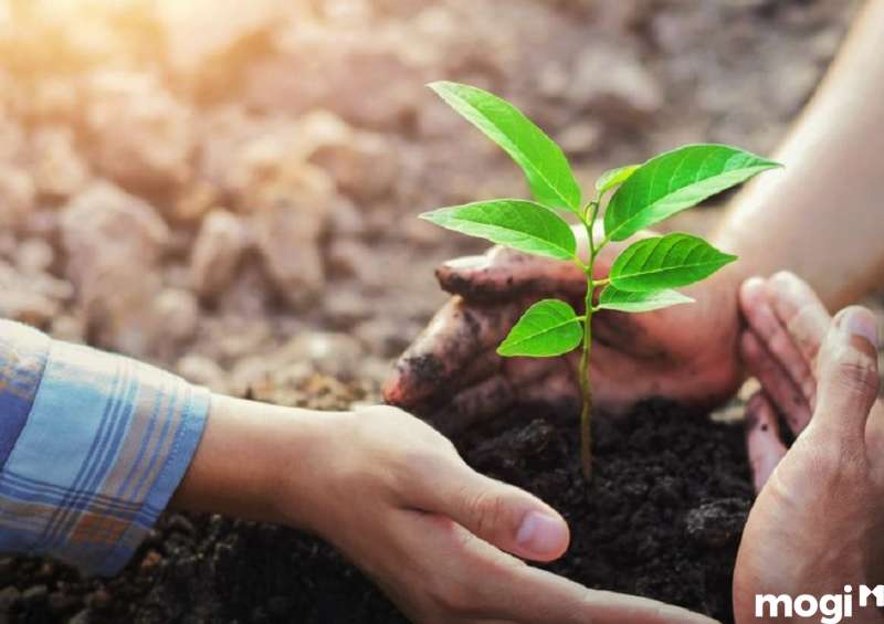 Biện pháp cải tạo đất chua bằng cách nuôi dưỡng thảm thực vật che phủ